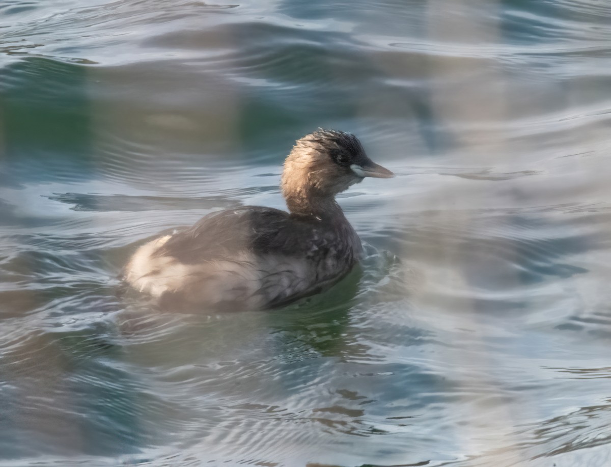 Little Grebe - ML646747585