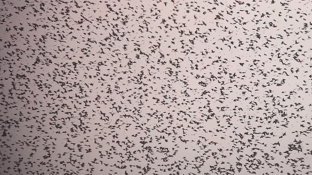 European Starling - ML646747588