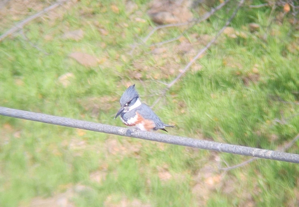 アメリカヤマセミ - ML646747591