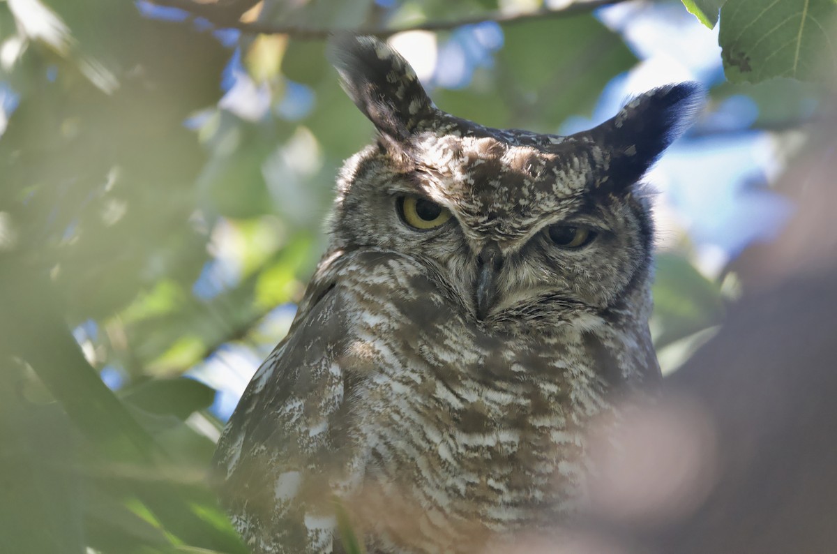 Spotted Eagle-Owl - ML646747592