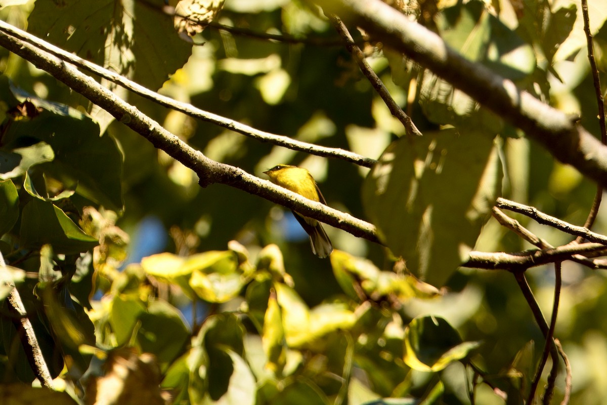 Yellow-bellied Fairy-Fantail - ML646747595