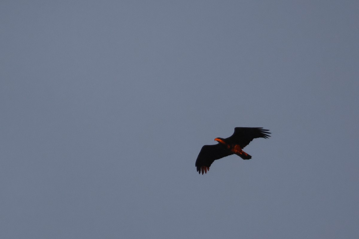 ハクトウワシ - ML646747598