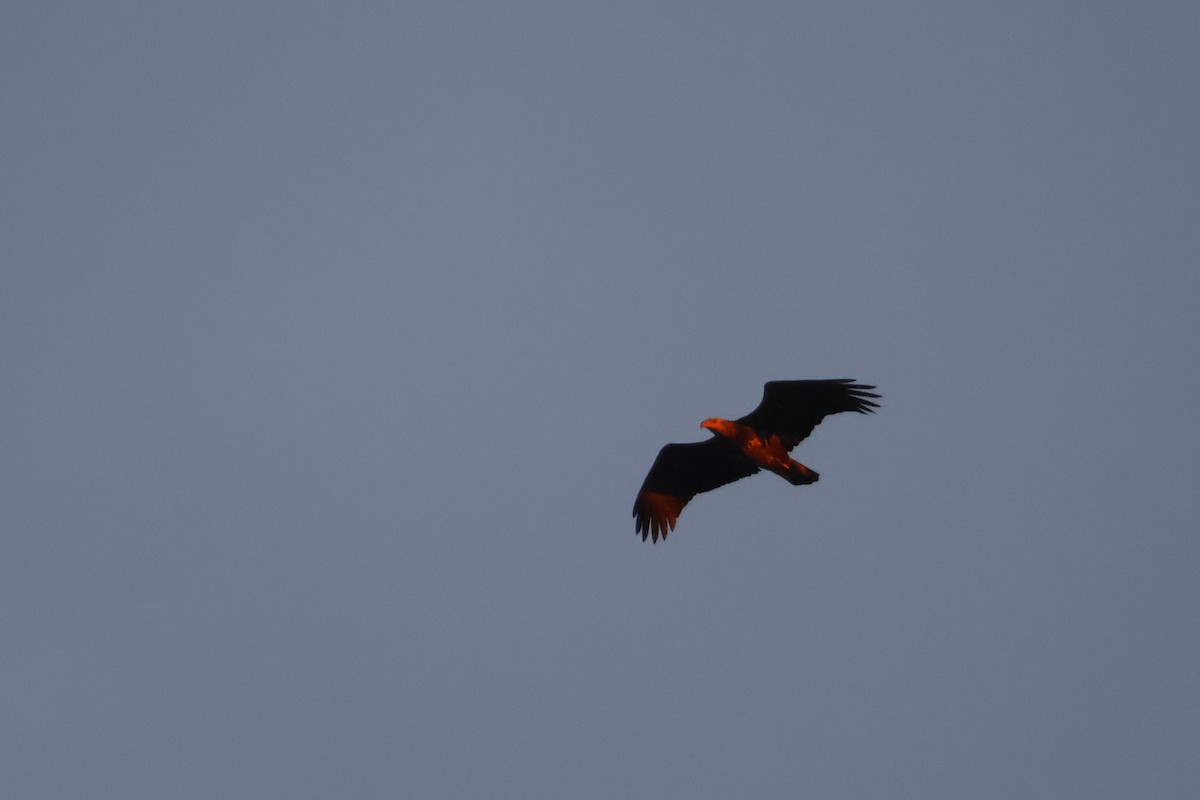 ハクトウワシ - ML646747599