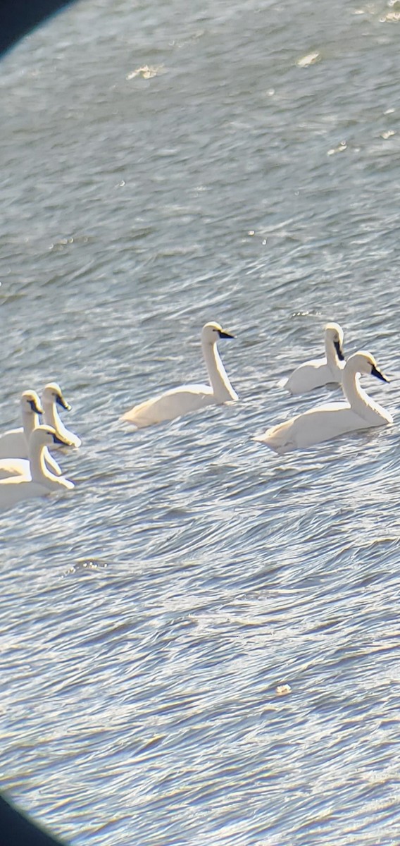 Tundra Swan - ML646747600
