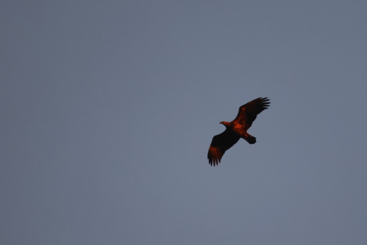 ハクトウワシ - ML646747601