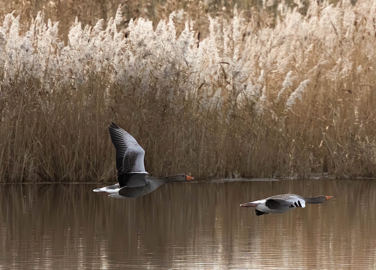 Oie cendrée - ML646747602