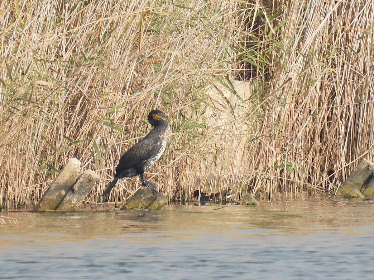 Great Cormorant - ML646747603