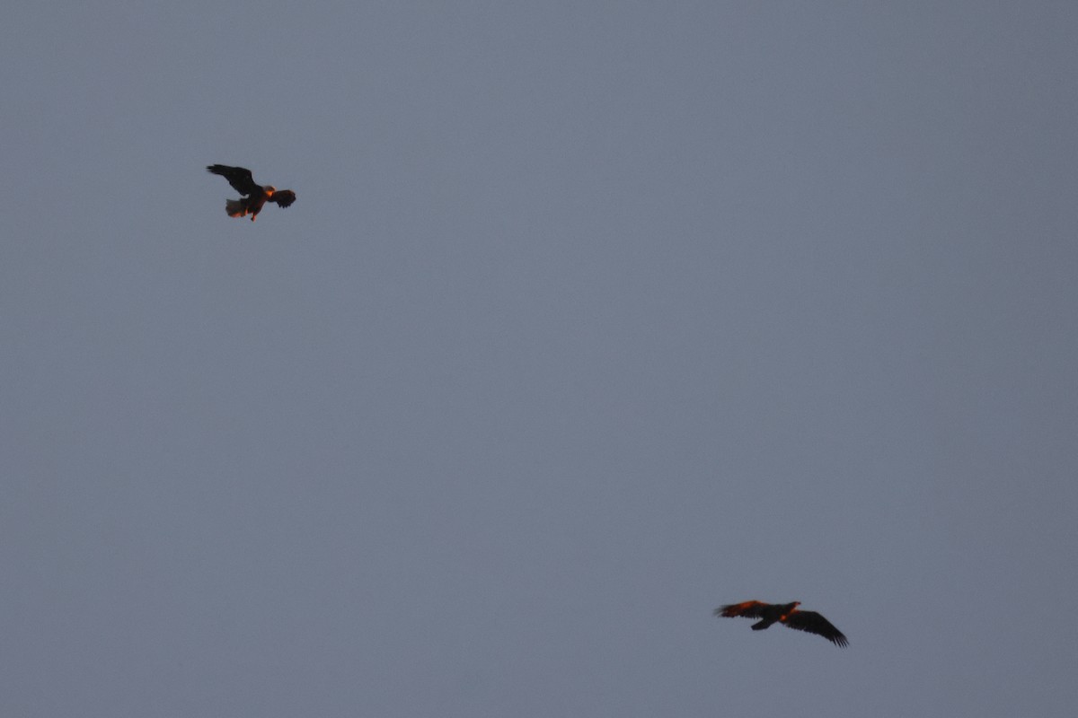 ハクトウワシ - ML646747604