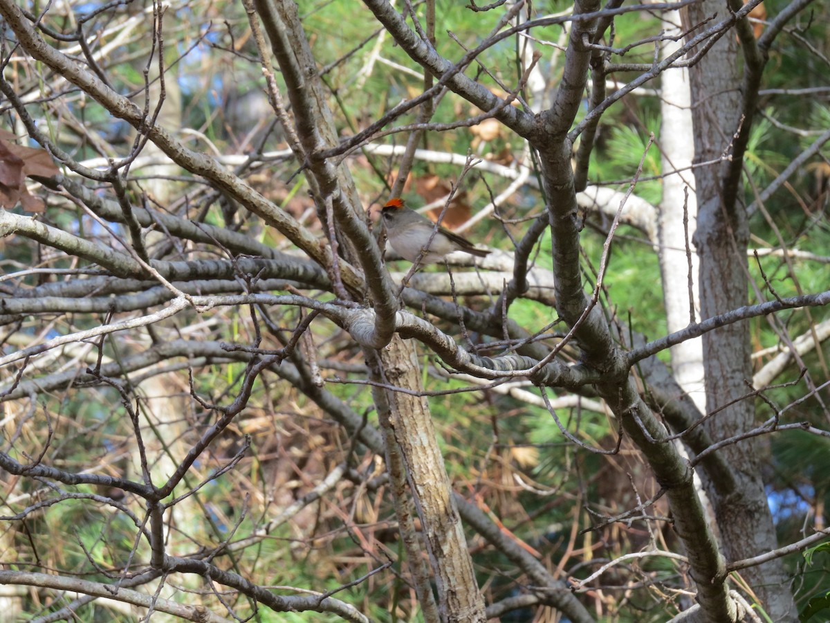 アメリカキクイタダキ - ML646747605