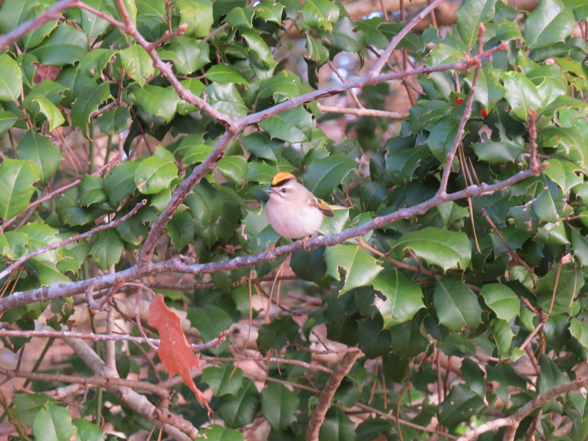 アメリカキクイタダキ - ML646747606