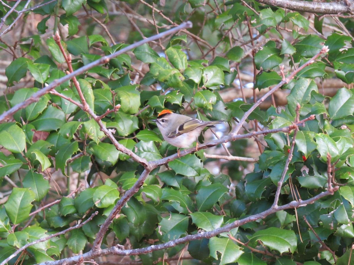 アメリカキクイタダキ - ML646747607