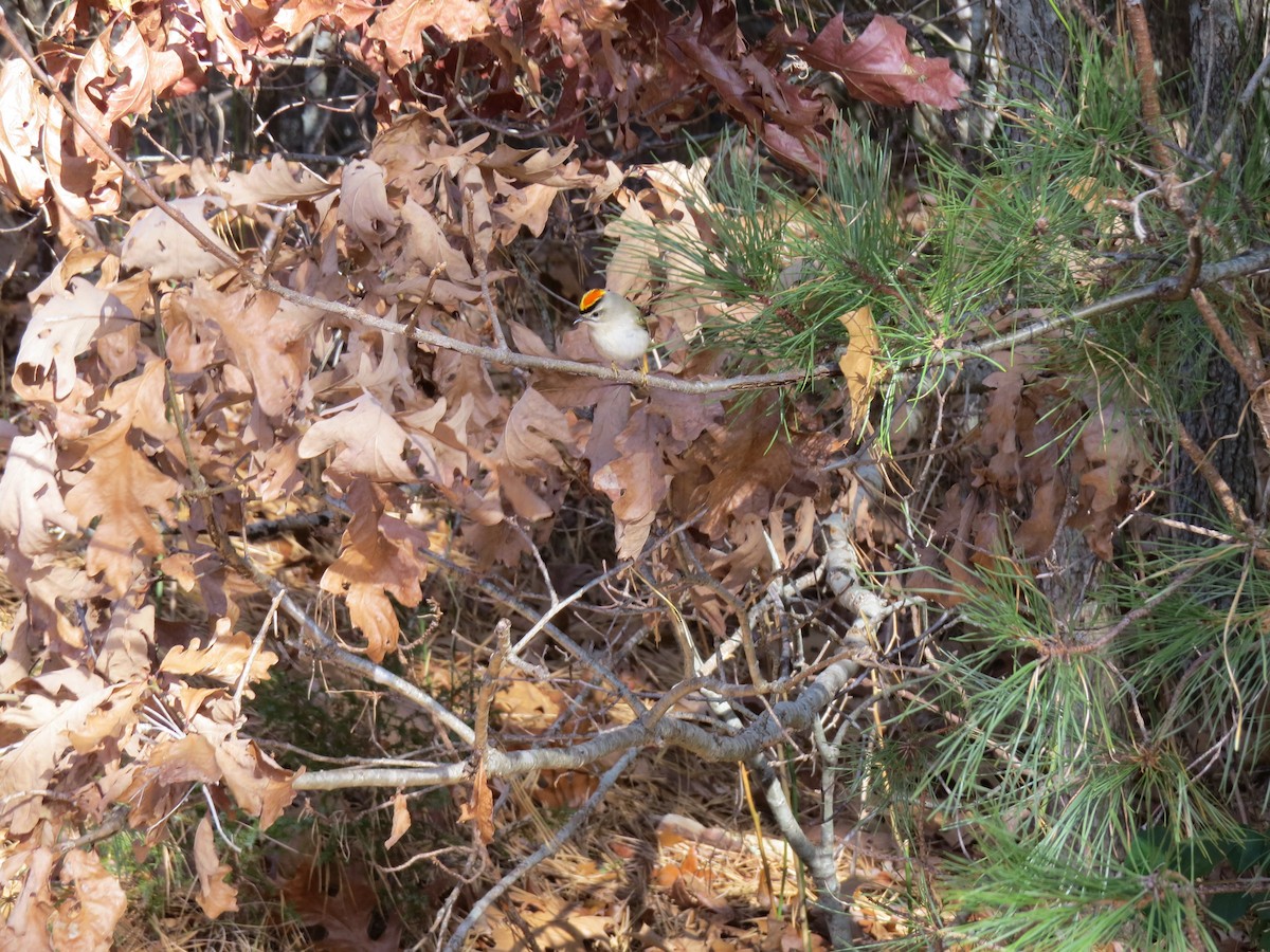 アメリカキクイタダキ - ML646747608