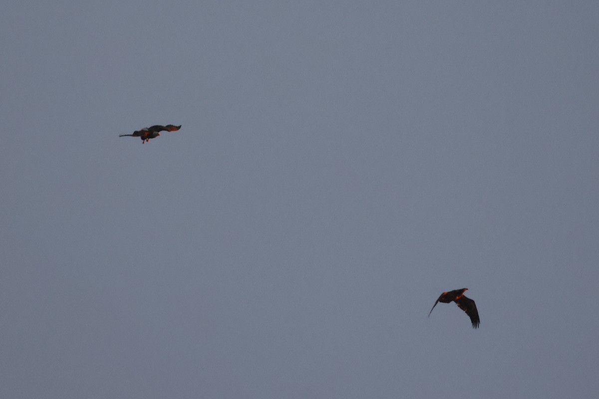 ハクトウワシ - ML646747609