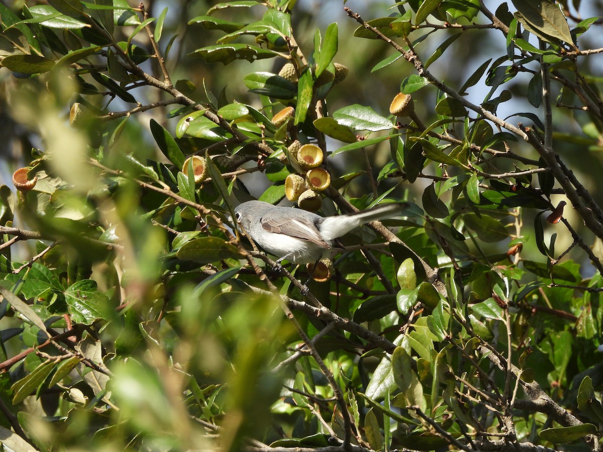 Blue-gray Gnatcatcher - ML646747611