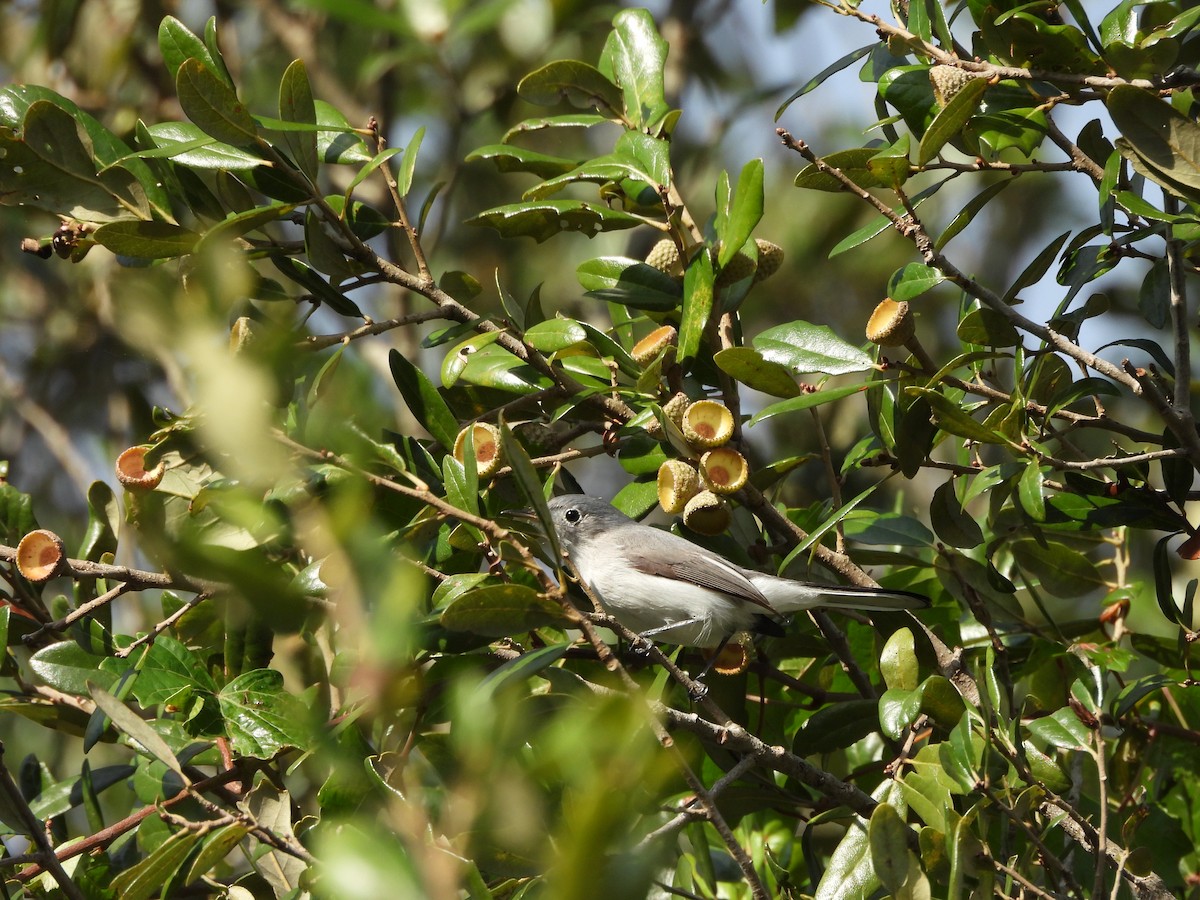 Blue-gray Gnatcatcher - ML646747612