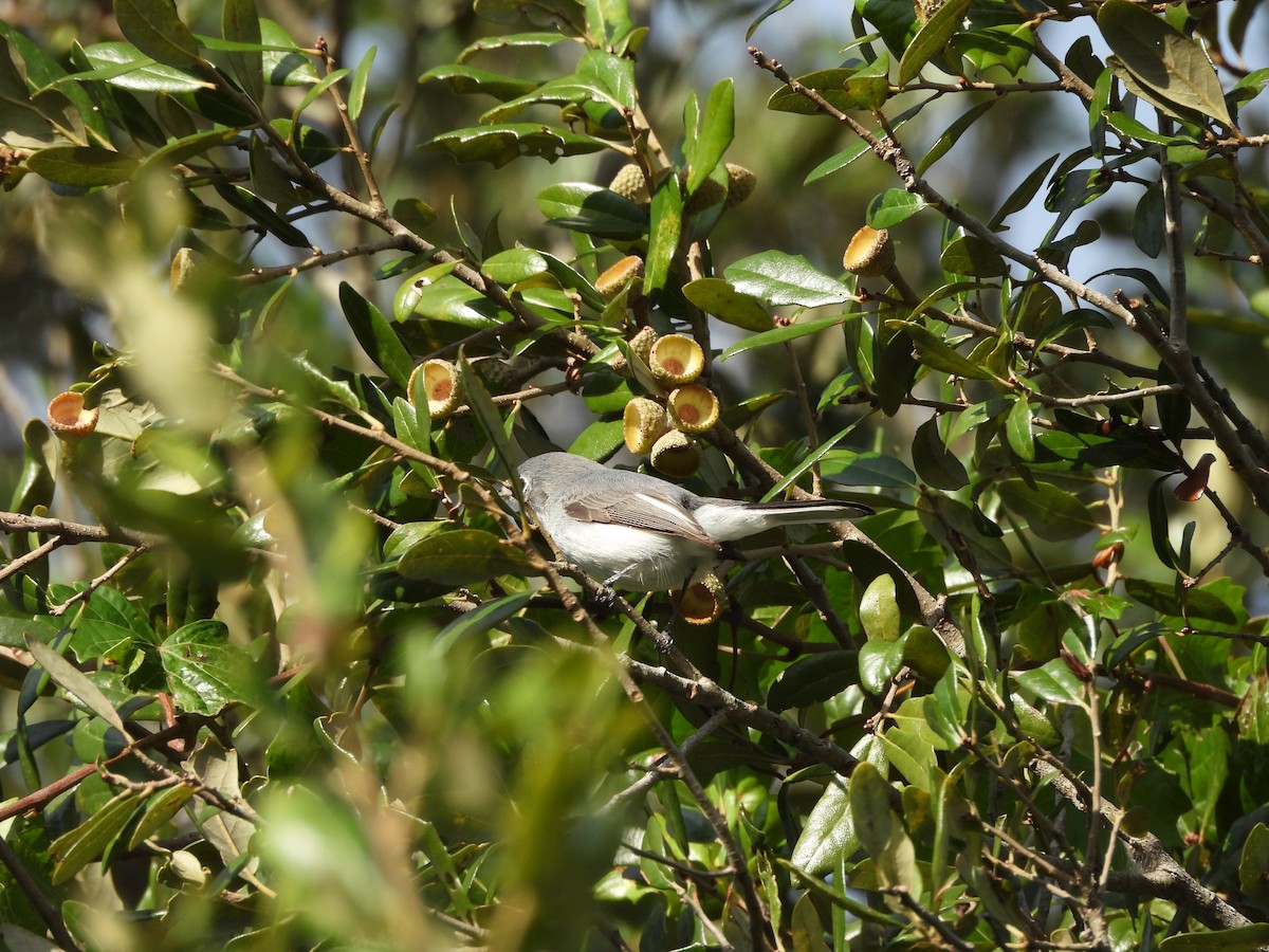 Blue-gray Gnatcatcher - ML646747613