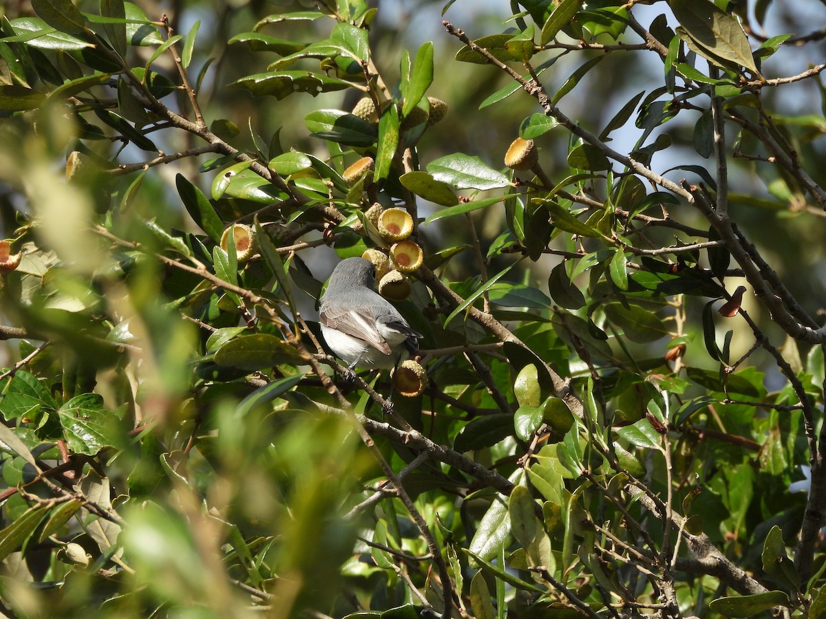 Blue-gray Gnatcatcher - ML646747614
