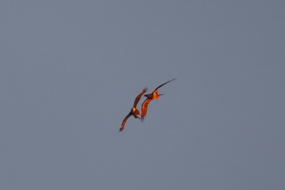 ハクトウワシ - ML646747615