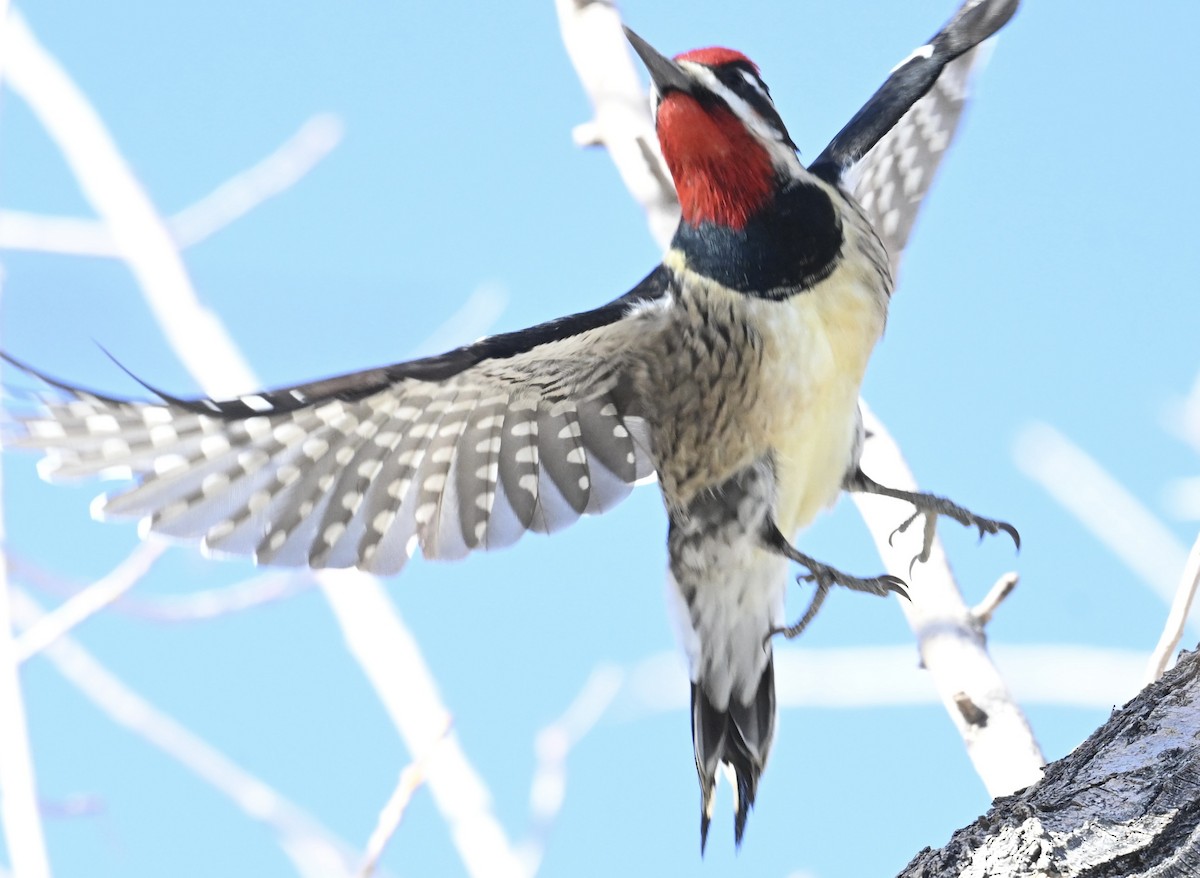 Red-naped Sapsucker - ML646747616