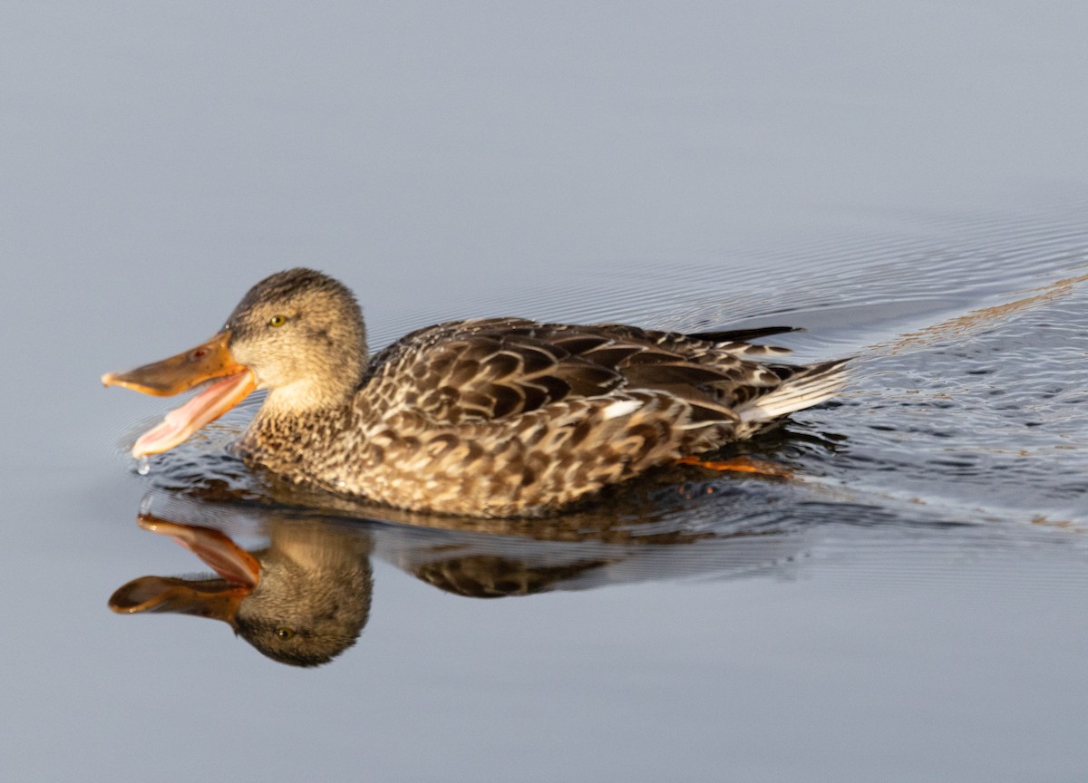 Canard souchet - ML646747618