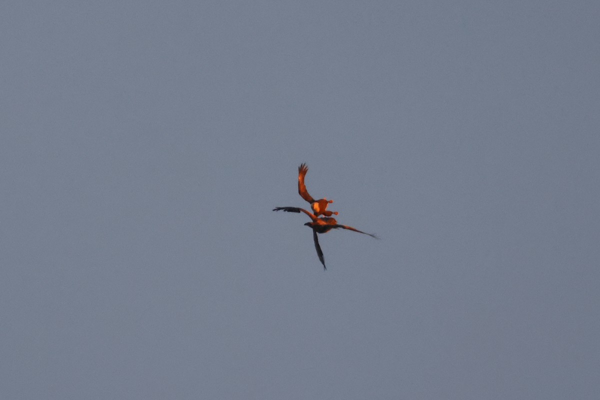 ハクトウワシ - ML646747620