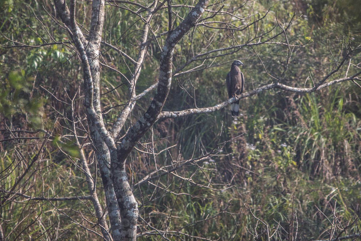 Согсоот гоорбис - ML646747621