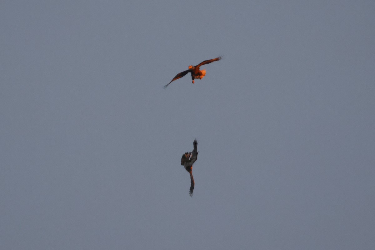 ハクトウワシ - ML646747637