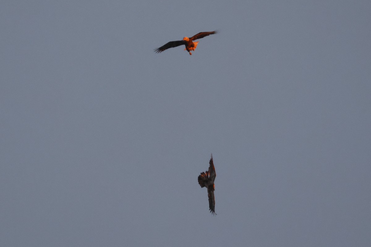 ハクトウワシ - ML646747638