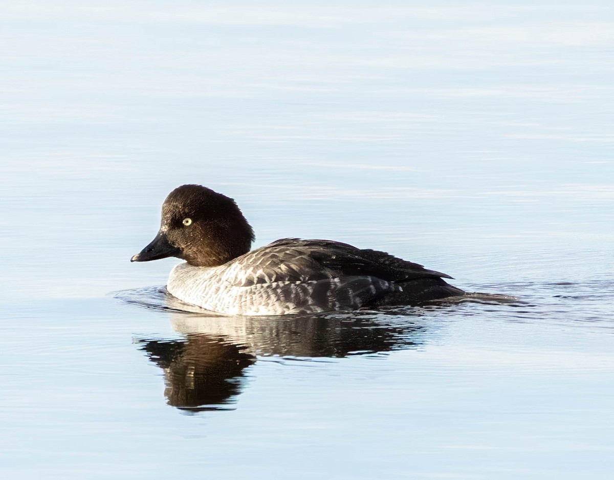 Garrot à oeil d'or - ML646747640