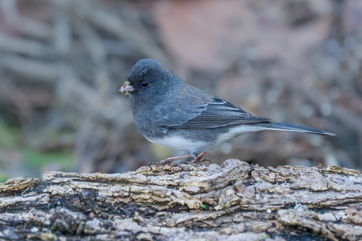 Dark-eyed Junco (Slate-colored) - ML646747641