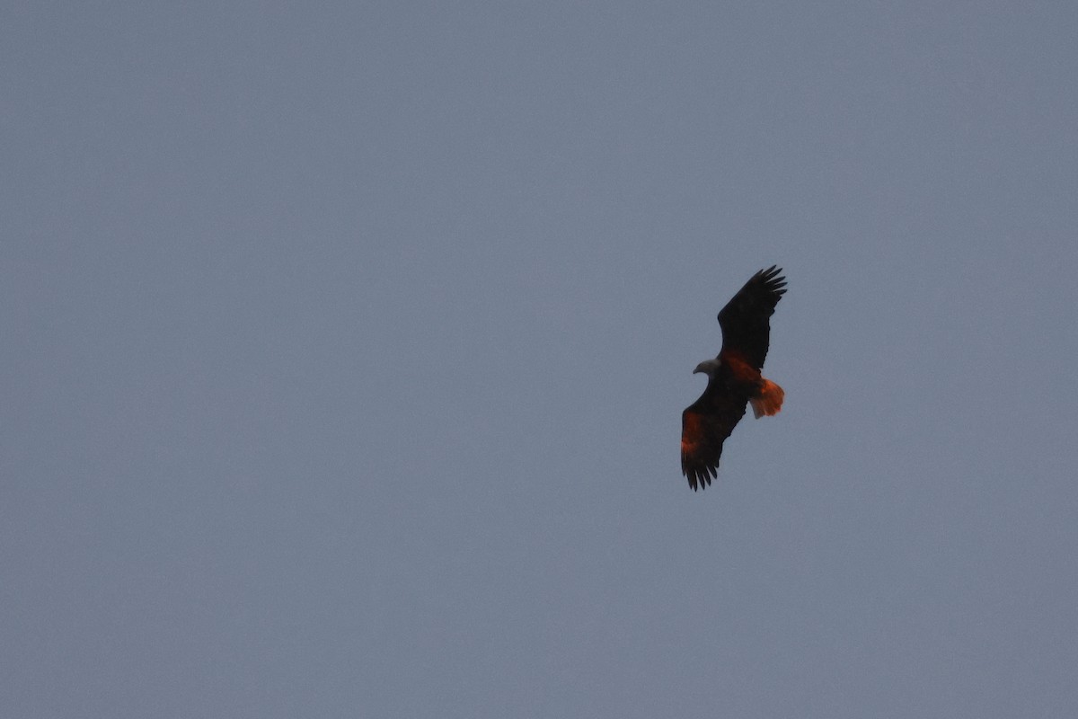 ハクトウワシ - ML646747643