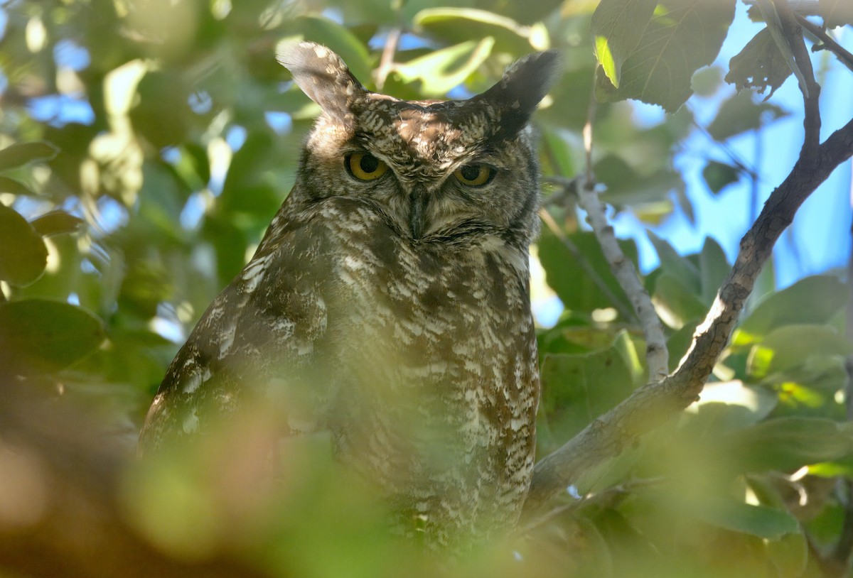 Spotted Eagle-Owl - ML646747648