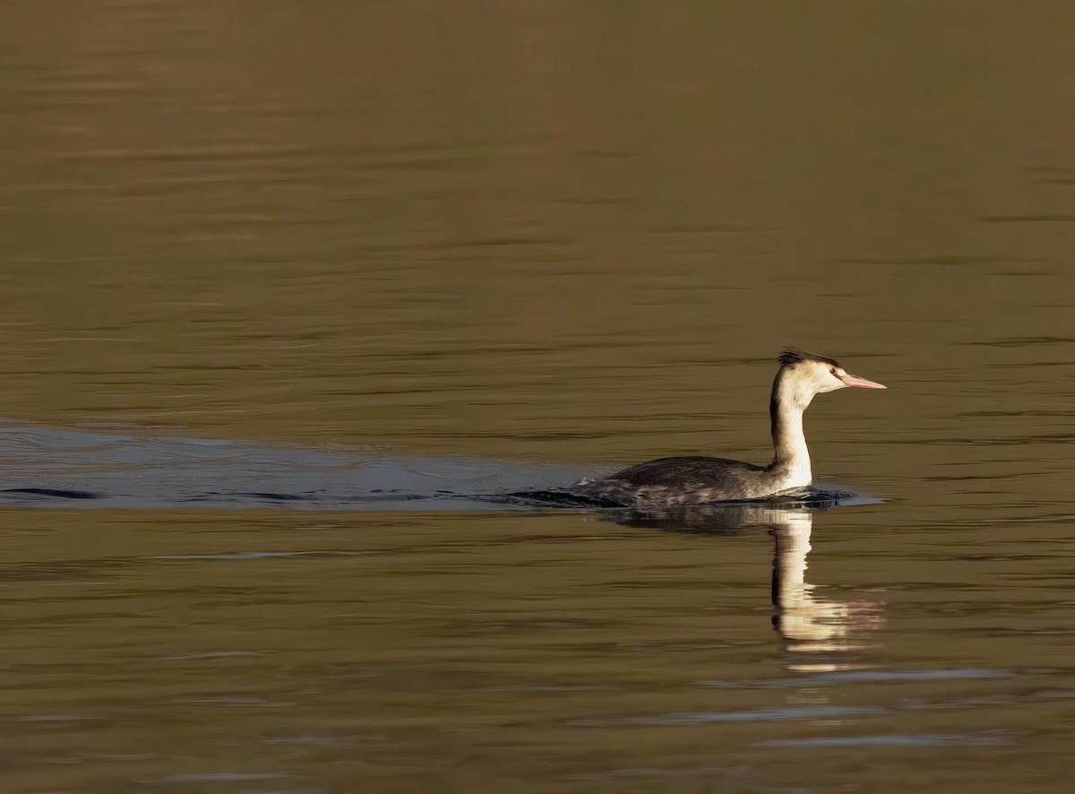 Grèbe huppé - ML646747651