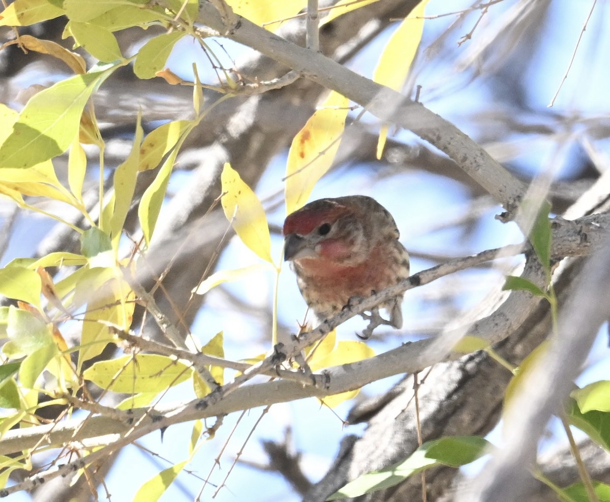 House Finch - ML646747655