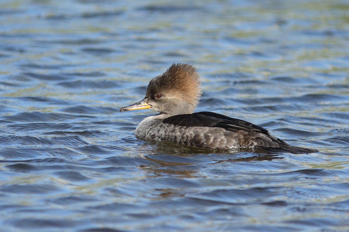 Hooded Merganser - ML646747656