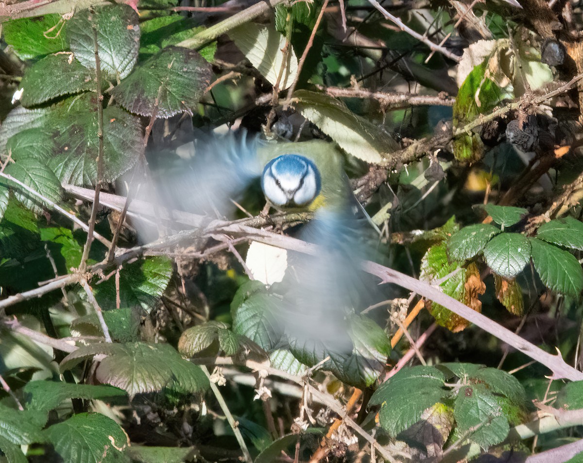 Eurasian Blue Tit - ML646747657