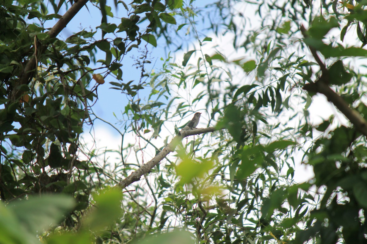 Asian Brown Flycatcher - ML646747658