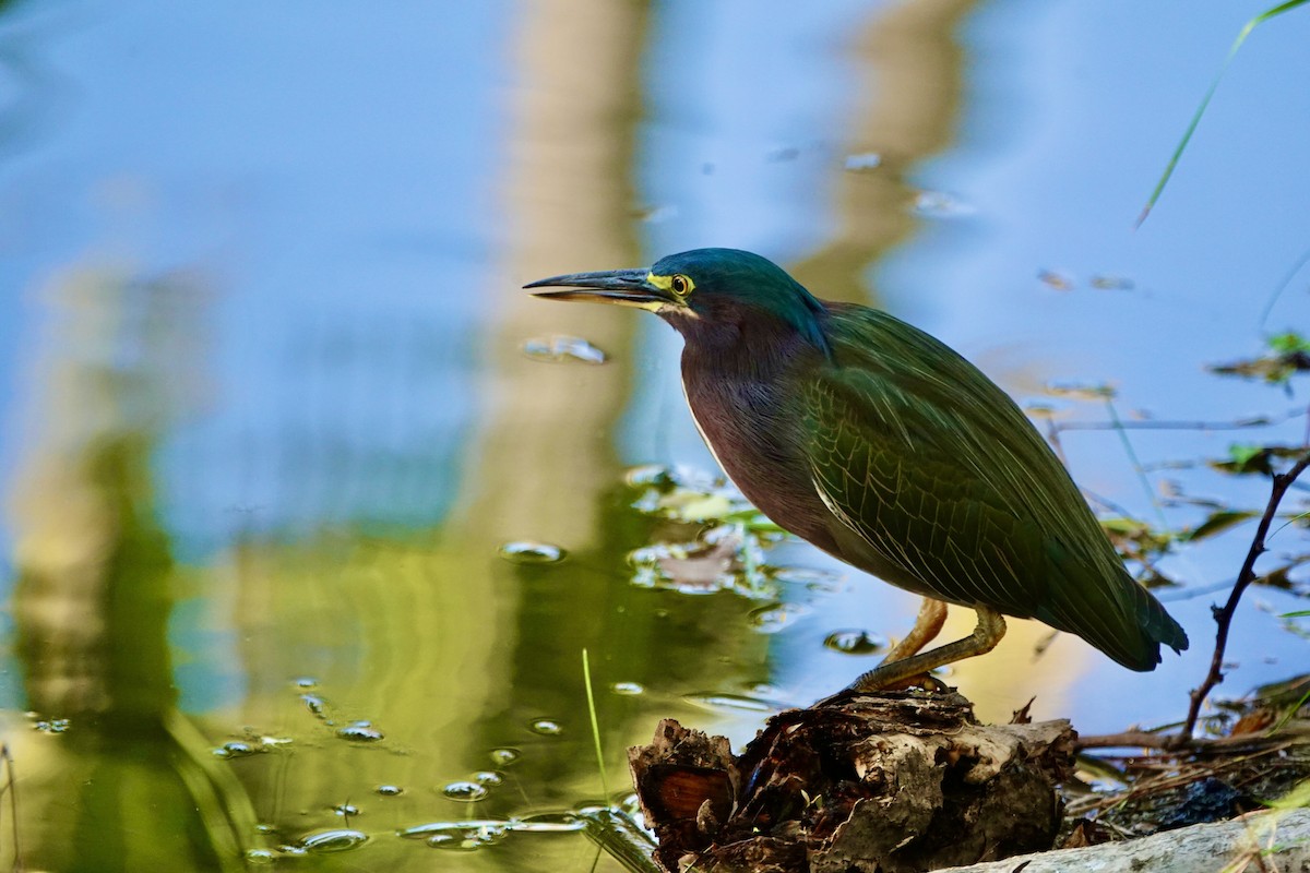 Чапля зелена - ML646747659