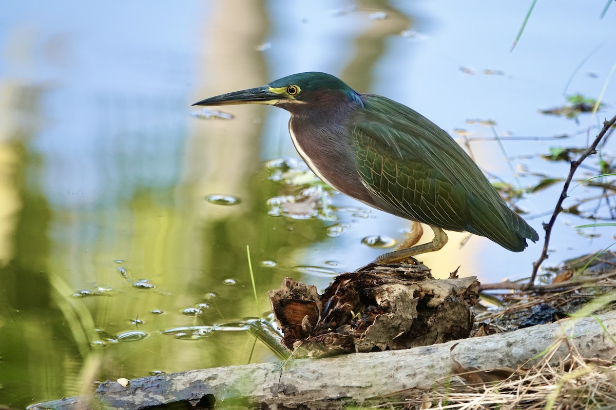 Чапля зелена - ML646747660