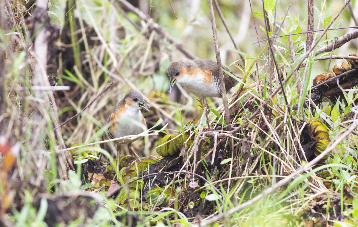 Rufous-sided Crake - ML646747666