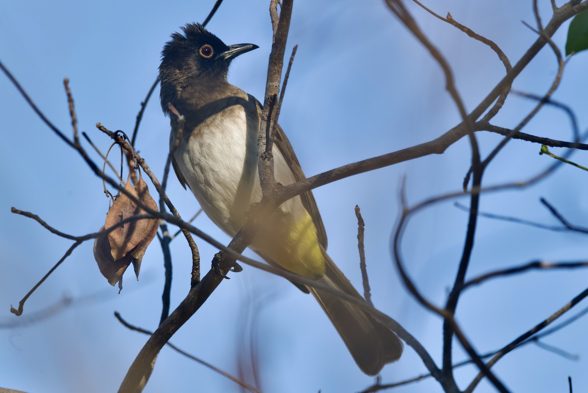 Black-fronted Bulbul - ML646747668