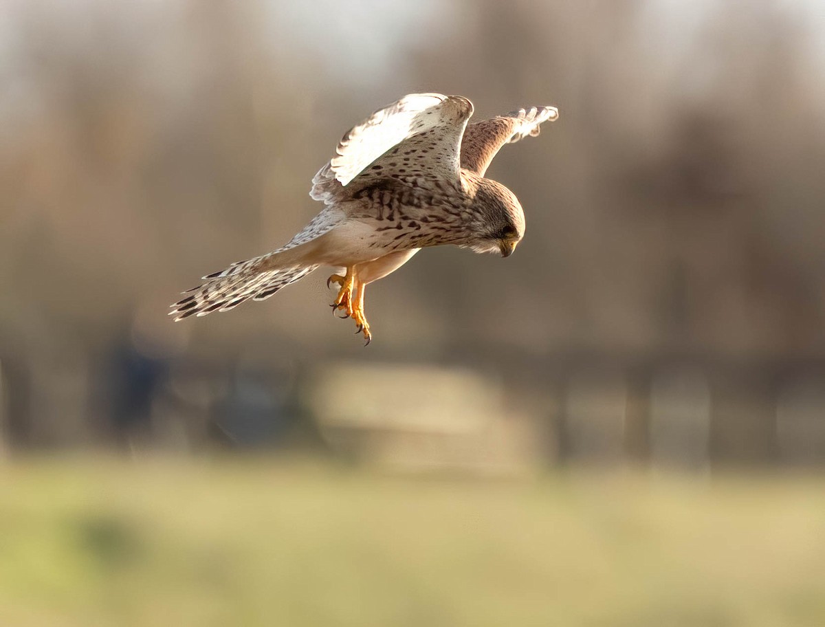 Faucon crécerelle - ML646747671