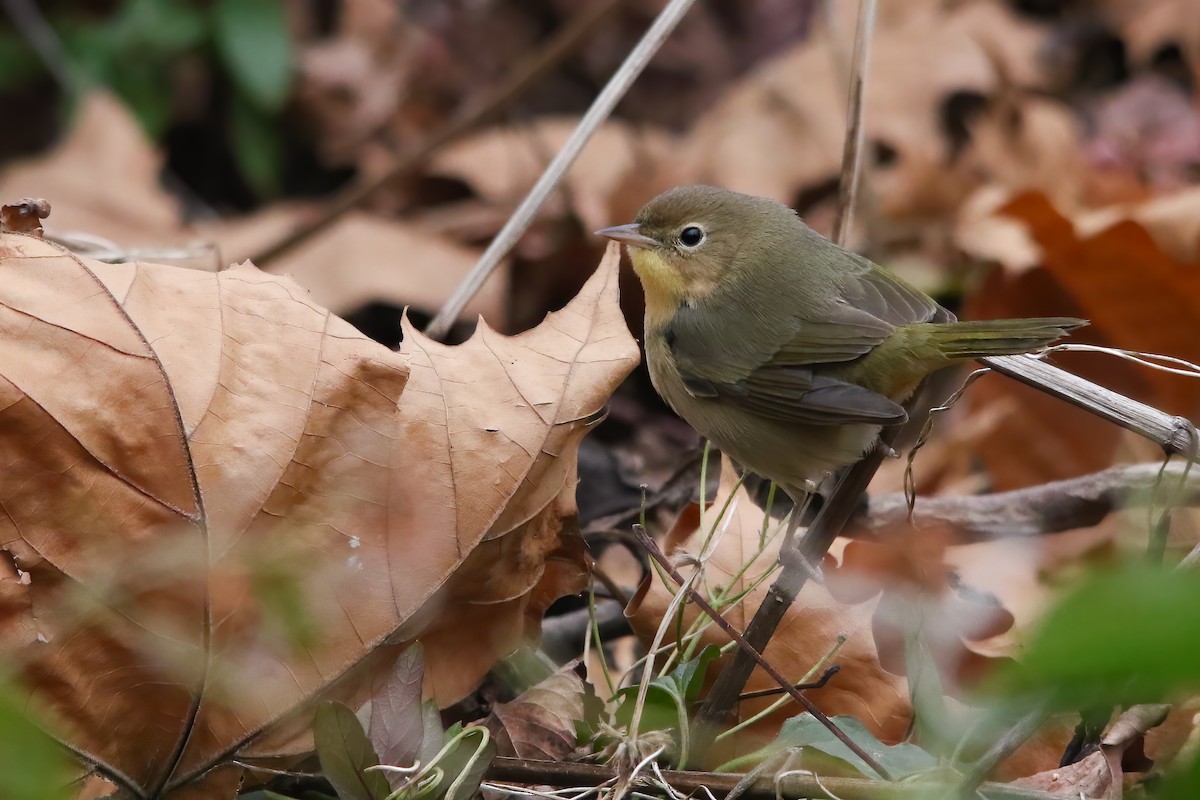 Жовтогорлик північний - ML646747672
