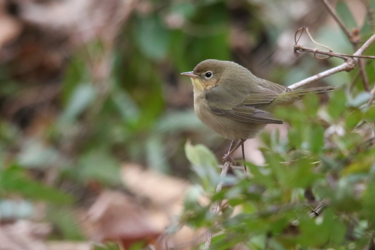 Жовтогорлик північний - ML646747673