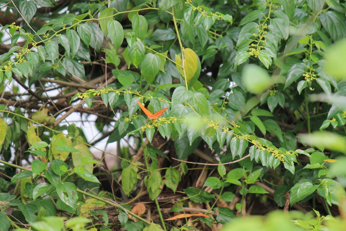 Julia Heliconian - ML646747679