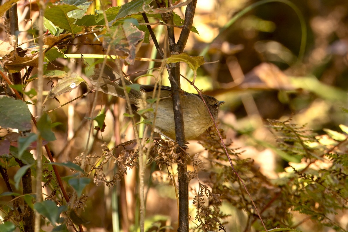 Hume's Bush Warbler - ML646747680
