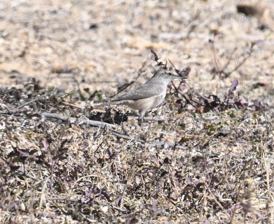 Rock Wren - ML646747681