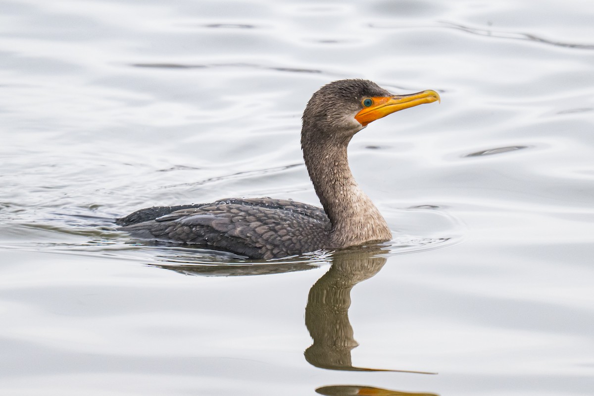 Ушастый баклан - ML646747682