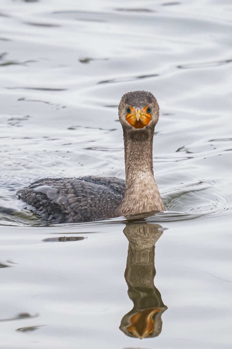 Ушастый баклан - ML646747683