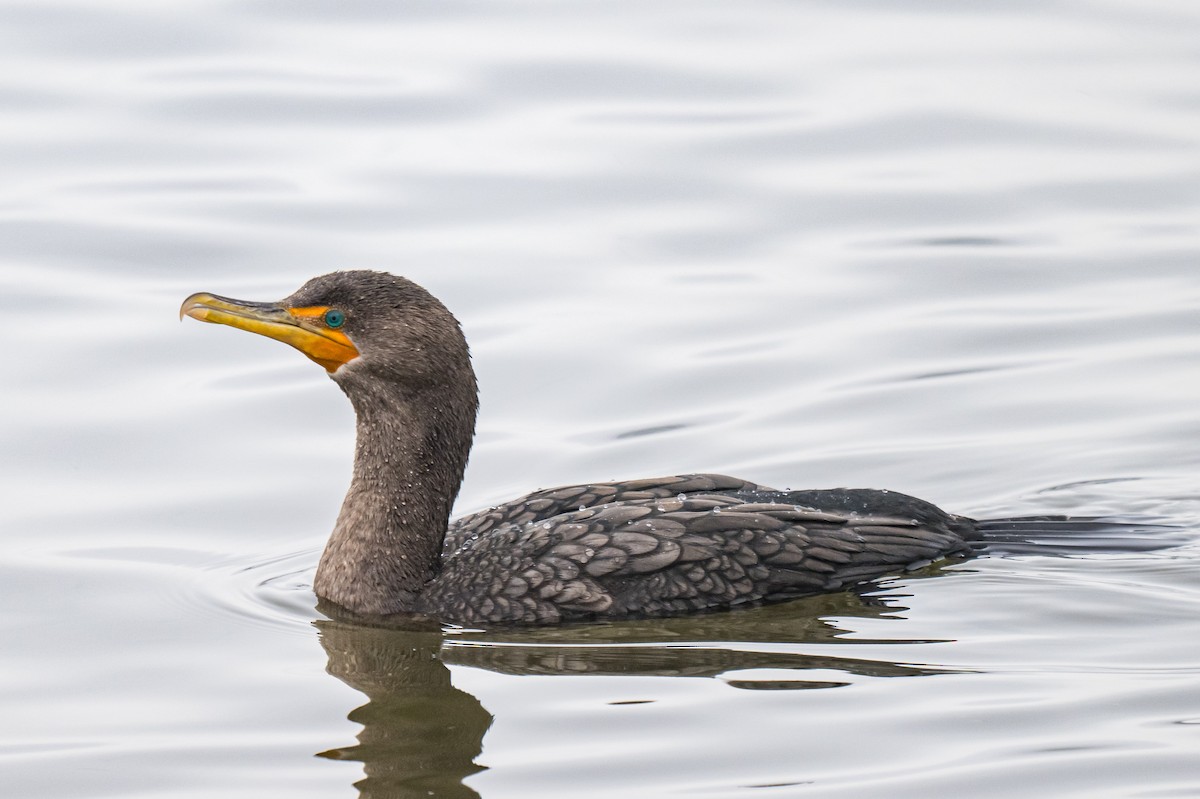 Ушастый баклан - ML646747684